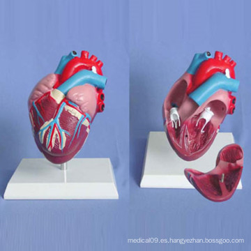 Modelo de demostración de anatomía médica del corazón humano (R120105)